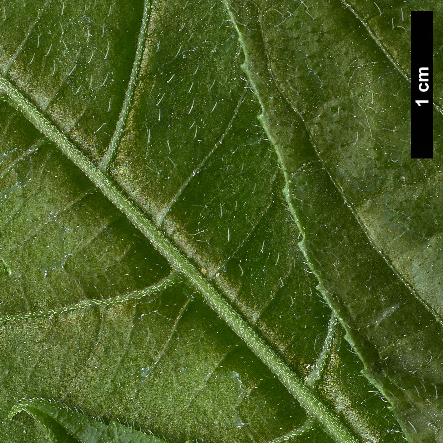 High resolution image: Family: Hydrangeaceae - Genus: Dichroa - Taxon: versicolor 